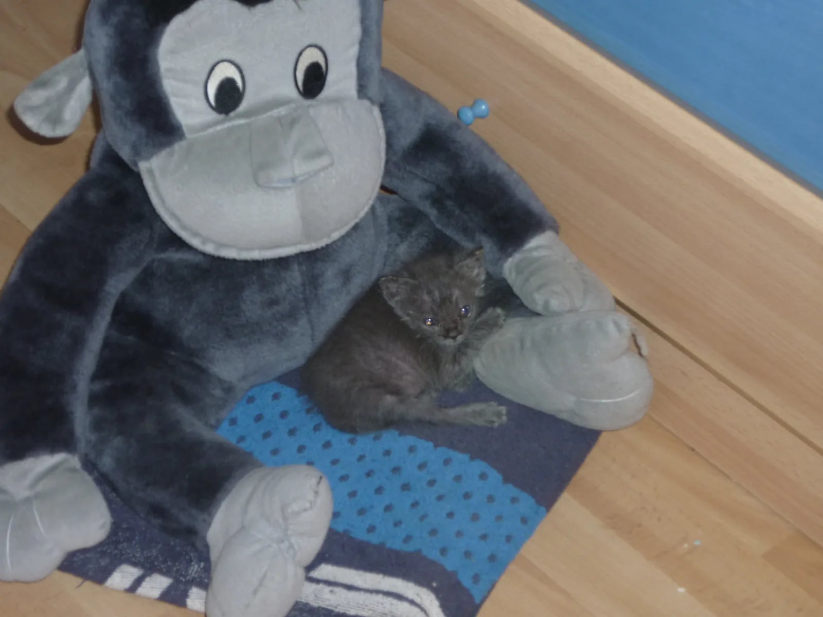 Nami de cachorra acurrucada junto a un gran peluche gris