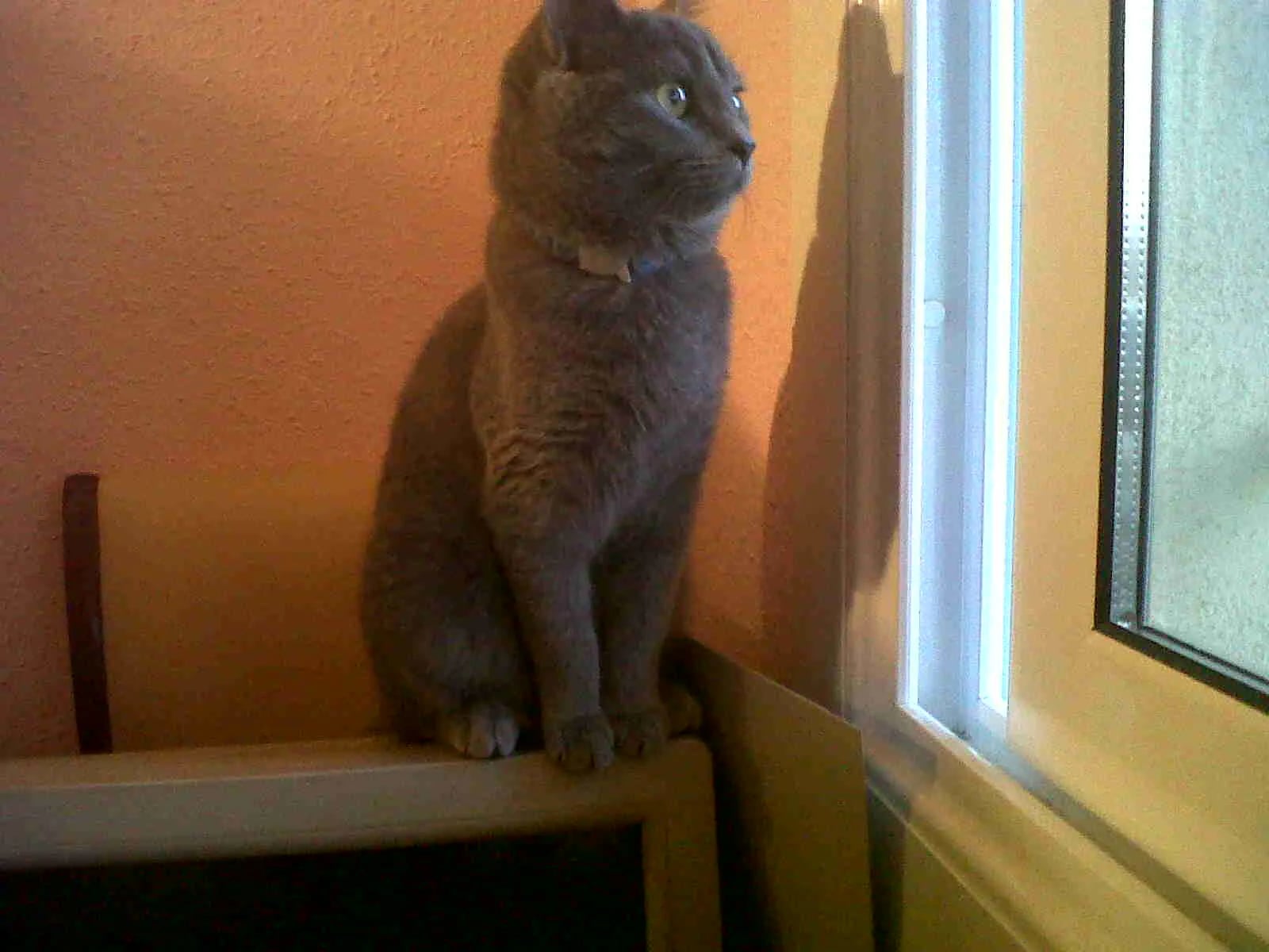 Nami adulta sentada junto a una ventana mirando hacia fuera