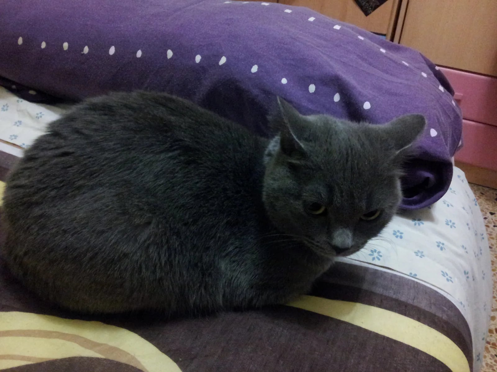 Nami acurrucada sobre una cama con una almohada morada