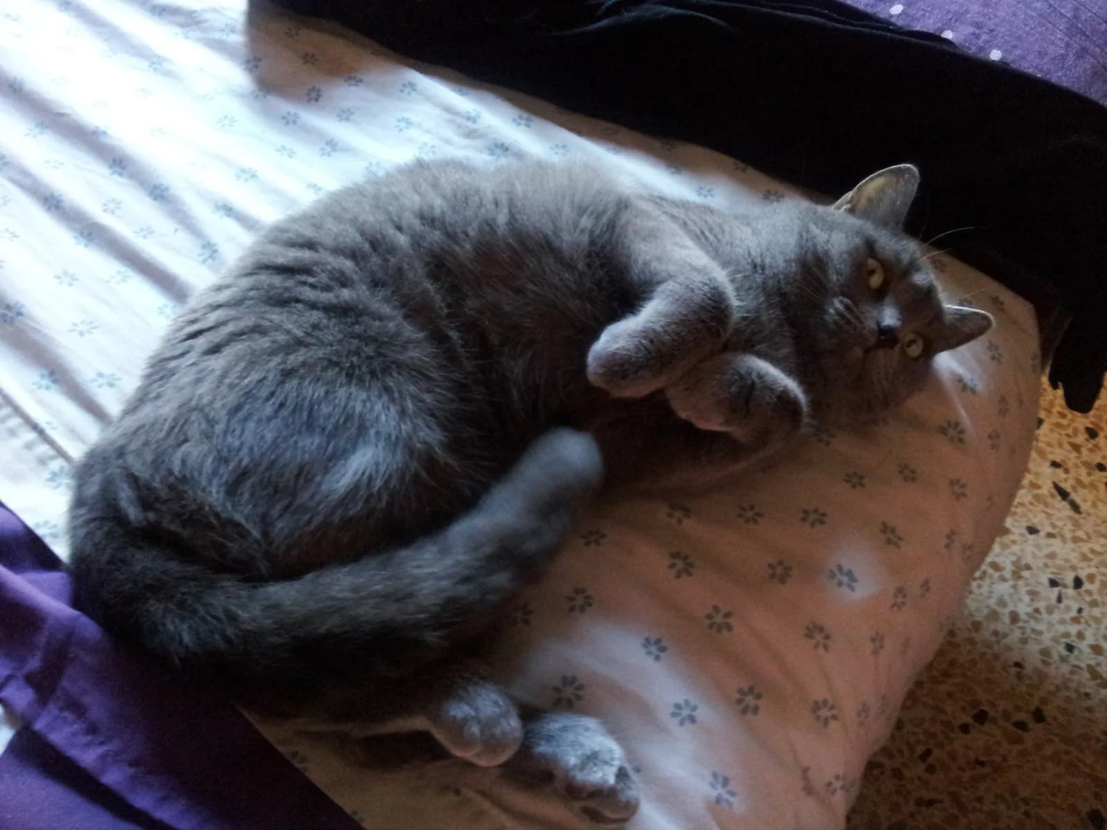 Nami tumbada boca arriba sobre una cama con las patas recogidas