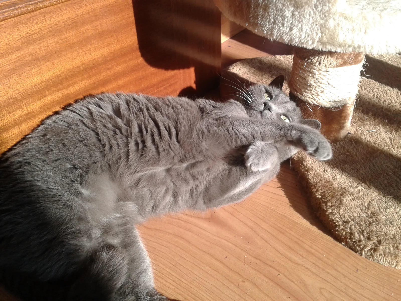 Nami tumbada al sol con las patas delanteras recogidas