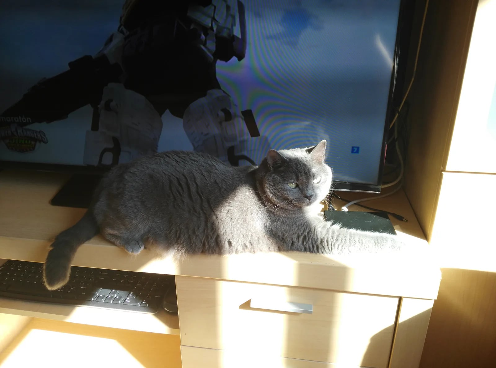 Nami estirada sobre un mueble iluminado por el sol