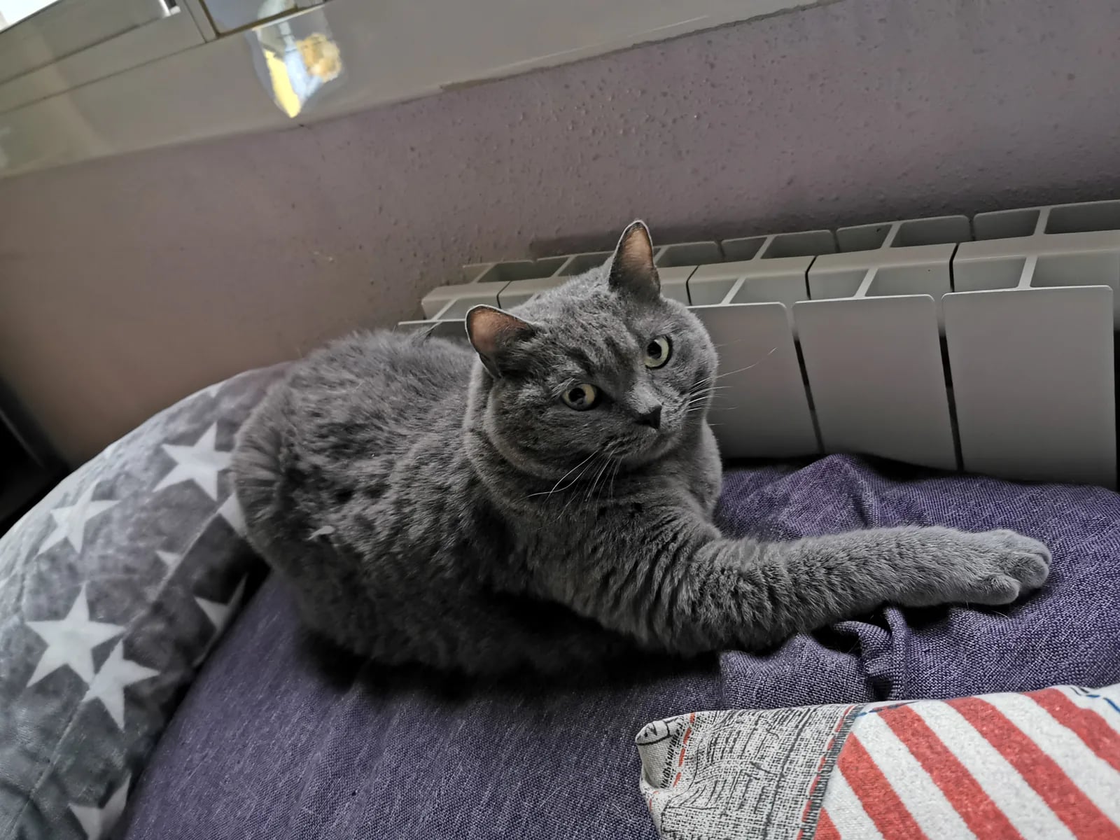 Nami descansando en una cama junto a una ventana